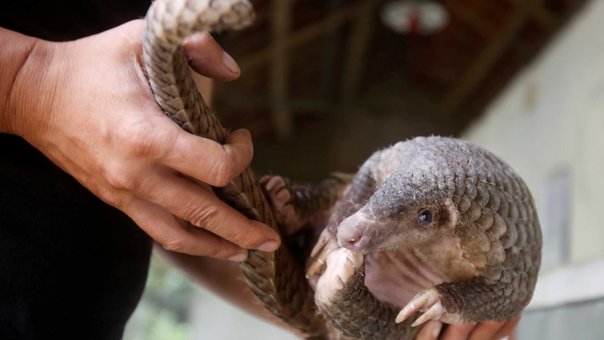 A man holds a pangolin at a wild animal rescue centre in Cuc Phuong, outside Hanoi, Vietnam September 12, 2016.