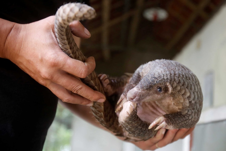 A man holds a pangolin at a wild animal rescue centre in Cuc Phuong, outside Hanoi, Vietnam September 12, 2016.