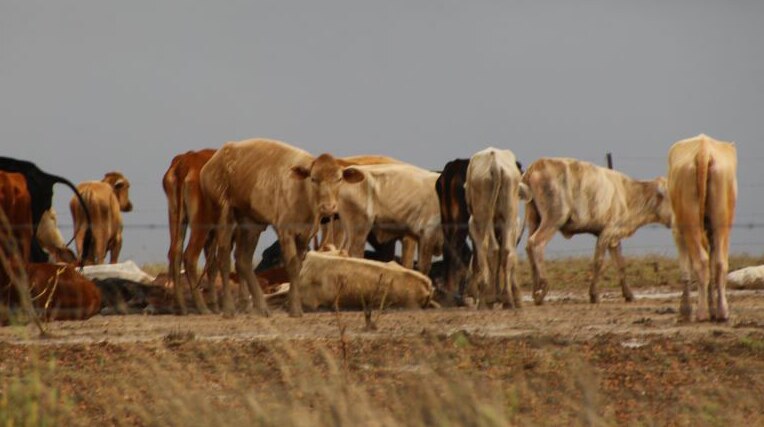 Cattle stand in a muddy flooded paddock, with some animals deceased, near Richmond.