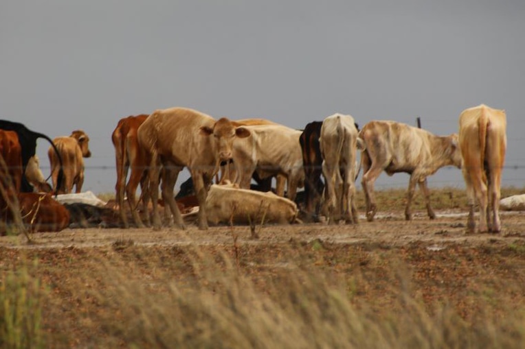 Cattle stand in a muddy flooded paddock, with some animals deceased, near Richmond.