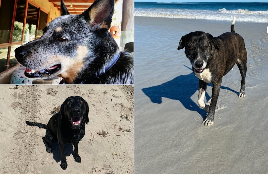 Three images cut together. Two dogs at the beach, one dog at a house. 