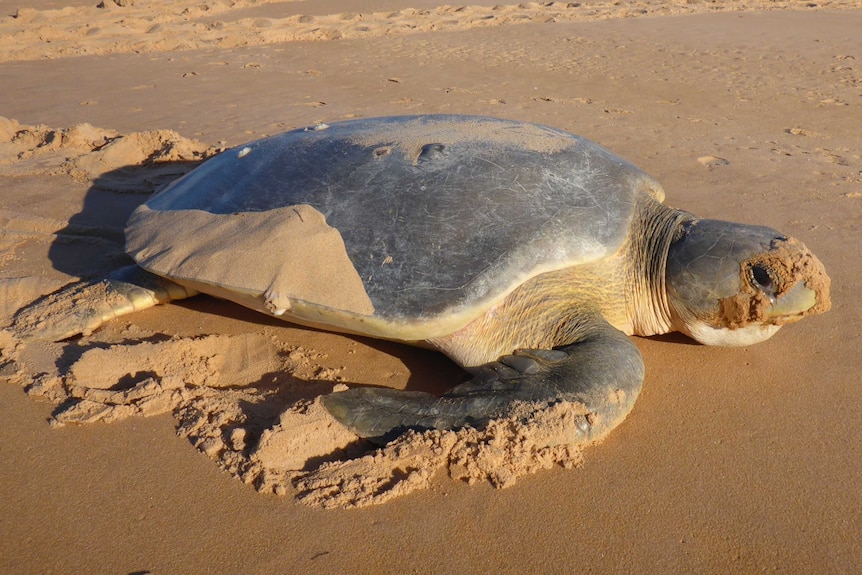 A Flatback Turtle arrives to lay its eggs on a beach in Western Australia's Kimberley region.