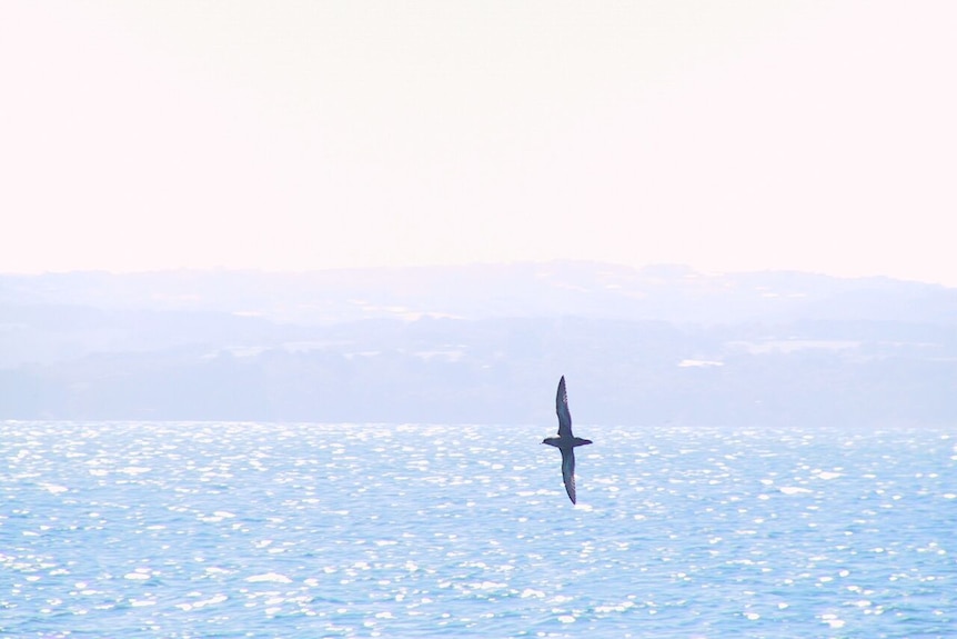 A short-tailed shearwater flies over the ocean near Phillip Island.