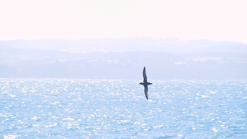 A short-tailed shearwater flies over the ocean.