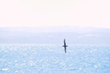 A short-tailed shearwater flies over the ocean near Phillip Island.