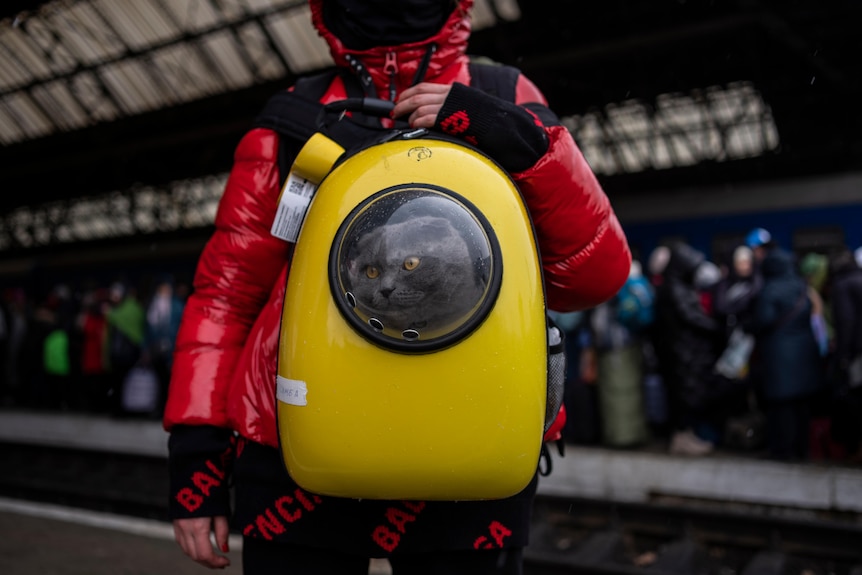 a dark cat can be seen peering out of a bubble in a girl's yellow backpack she is wearing on her chest at a train station