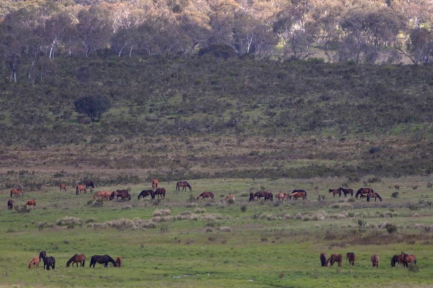 Dozens of horses graze on a grassy plain, behind them is a hill with dense bush.