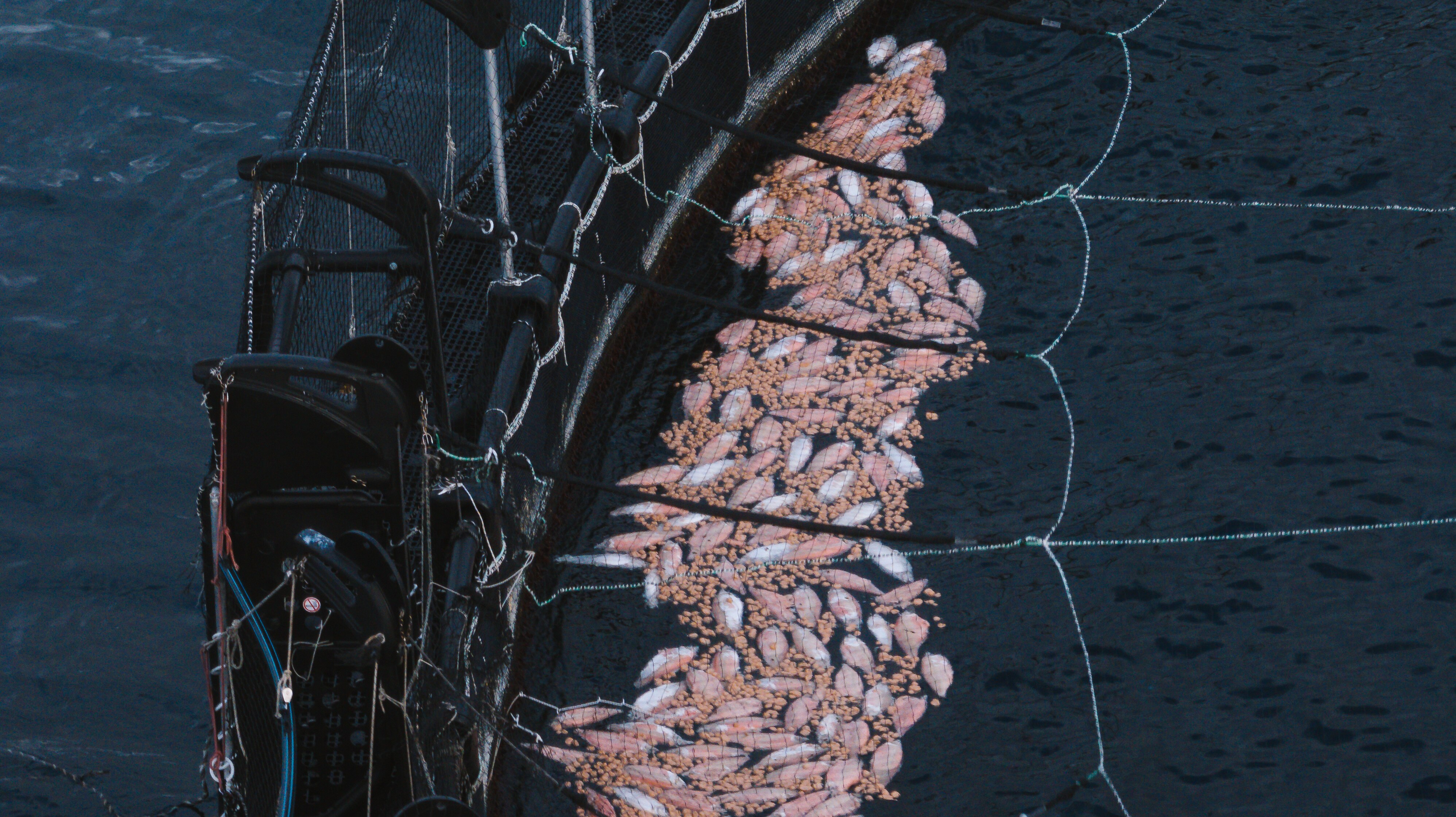 Pescado rosa muerto y trozos rosados flotando en una pluma de pescado océano abierto.