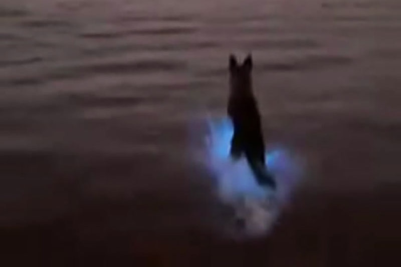 Dog runs into bioluminescence waters in Moreton Bay at Queens Beach.