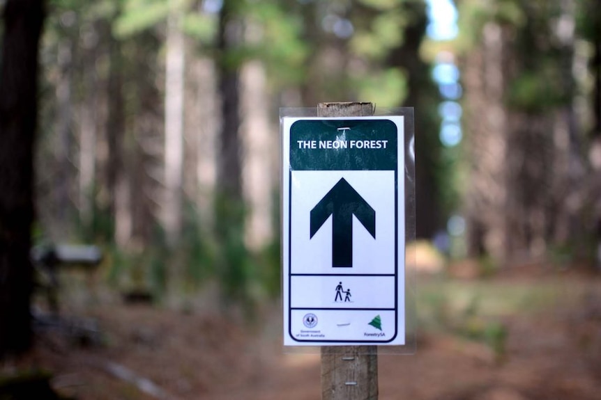 sign post in forest 