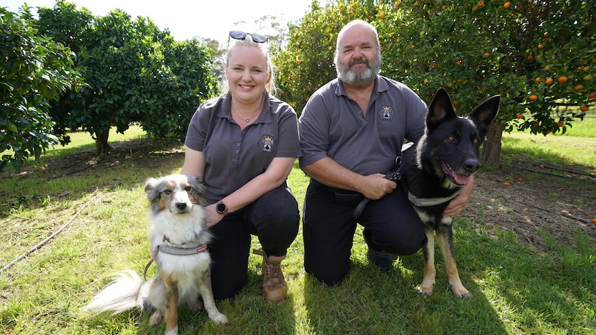 A woman and man kneel on the grass next to two dogs in an orchard