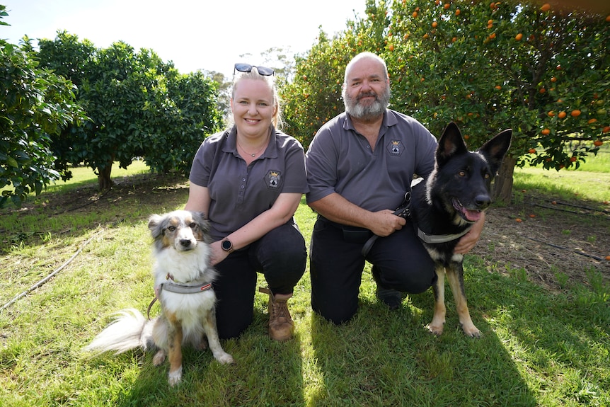 A woman and man kneel on the grass next to two dogs in an orchard