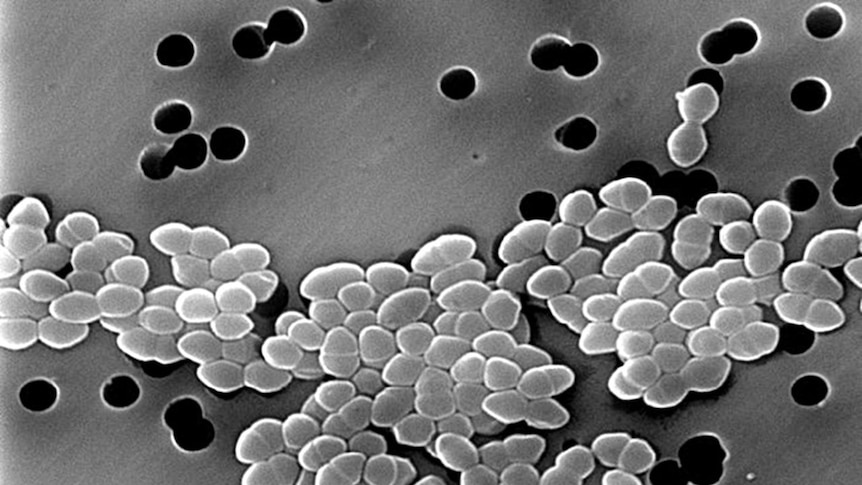 Vancomycin-resistant Enterococci (VRE)