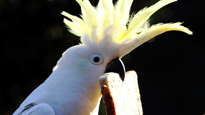 White bird with yellow crest eating slice of brown bread