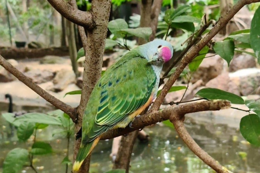 A beautiful green bird with a red head sits on a branch, with fluffy feathers 