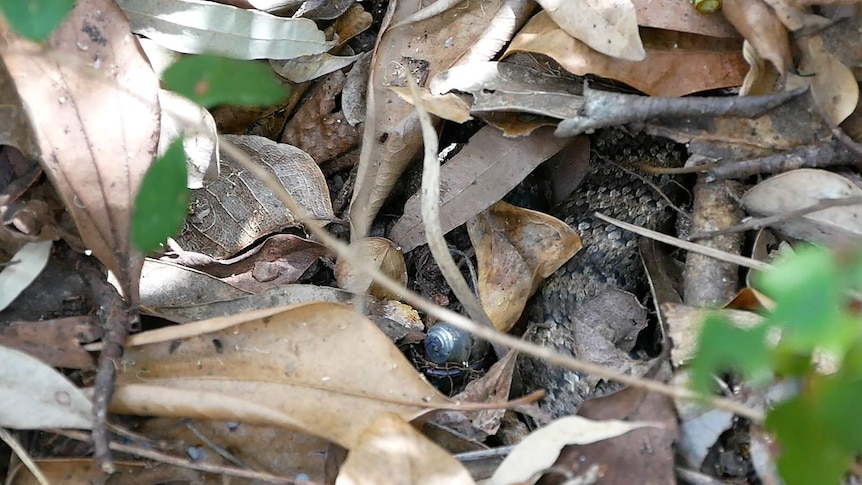 A death adder snake is hidden in leaves but he has a transmitter on his tail that is visible.