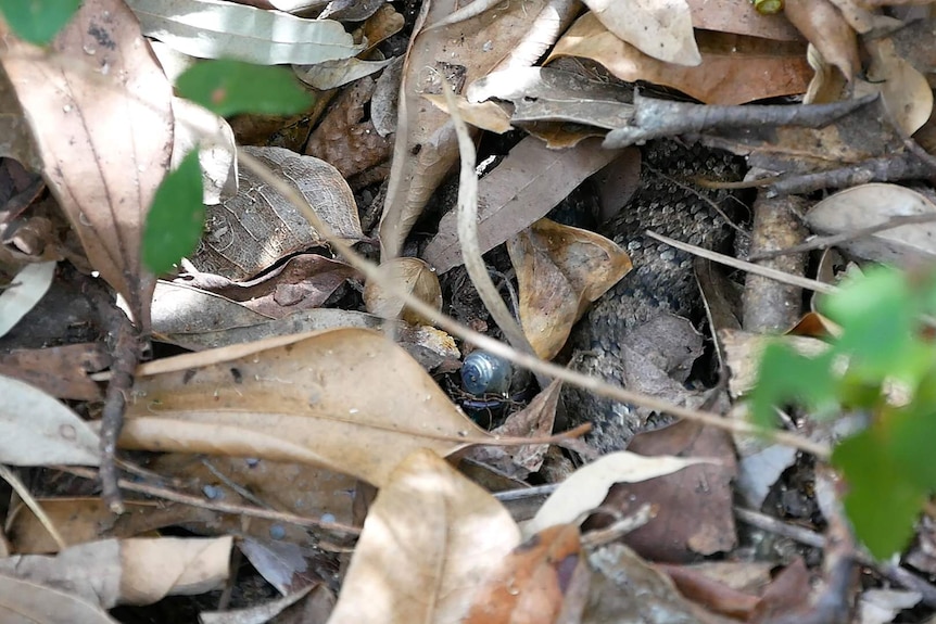 A death adder snake is hidden in leaves but he has a transmitter on his tail that is visible.