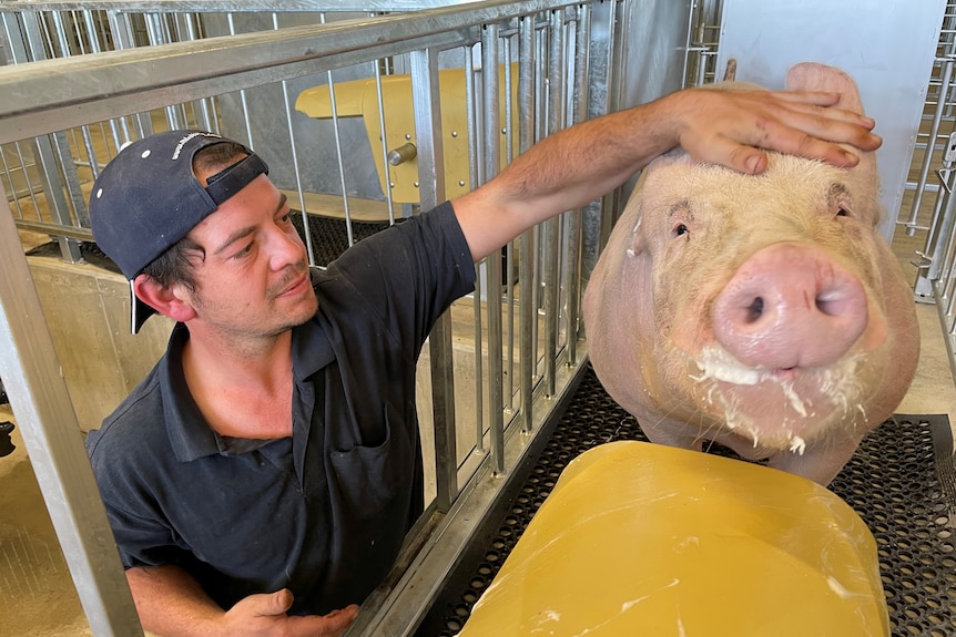 A man pats a pig in a sty.