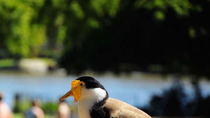 A Spur-winged plover