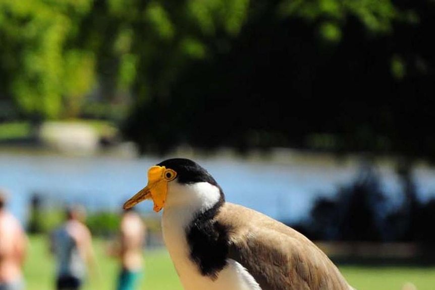 A Spur-winged plover