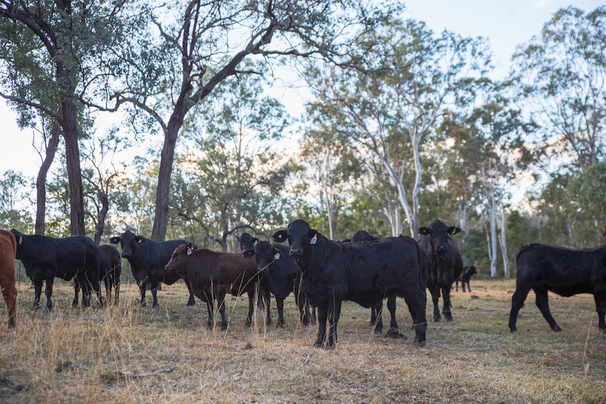 A herd of cattle standing between a grove of trees which form part of a carbon project.