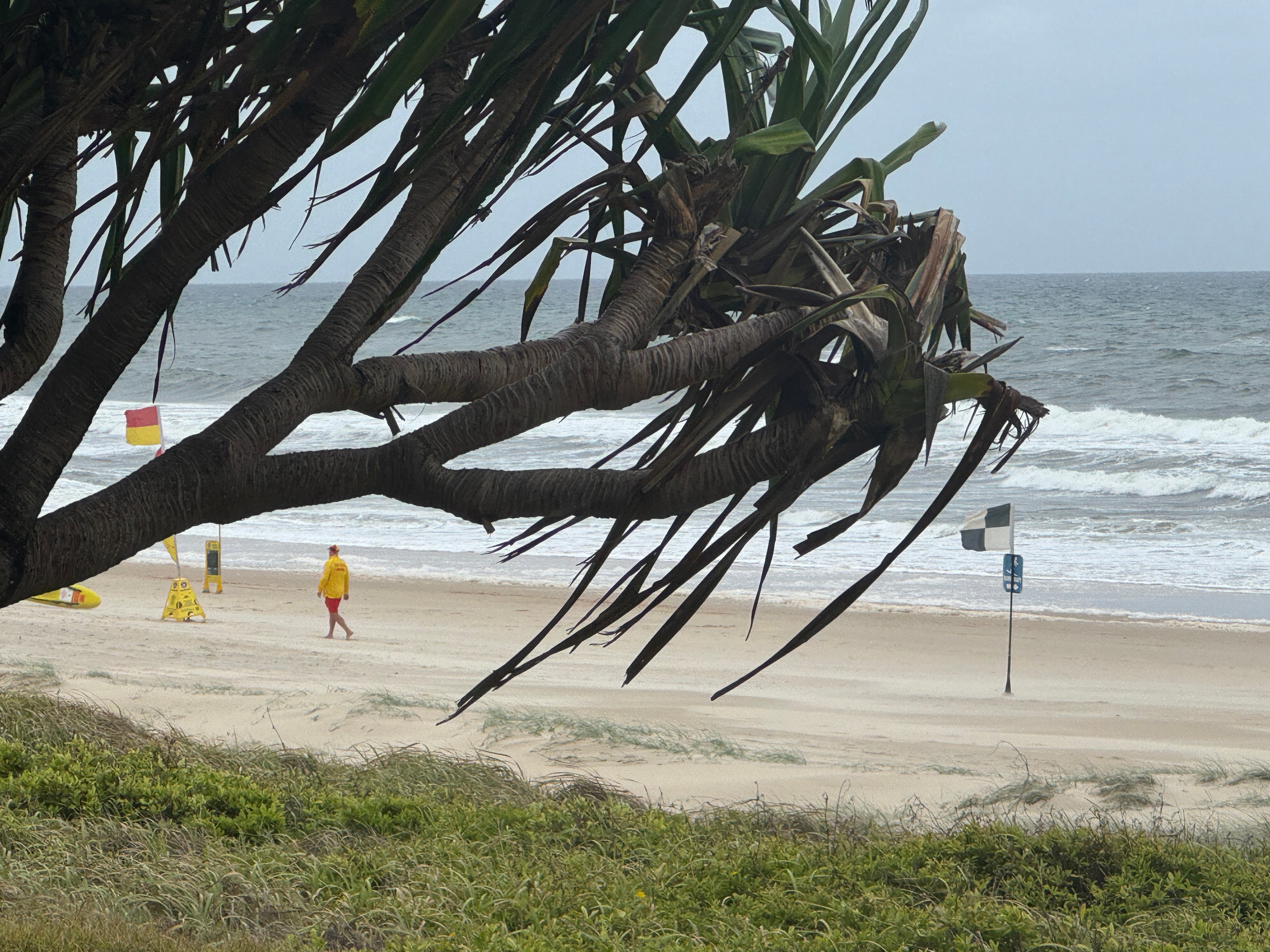 Un árbol se dobla con el viento en una playa.