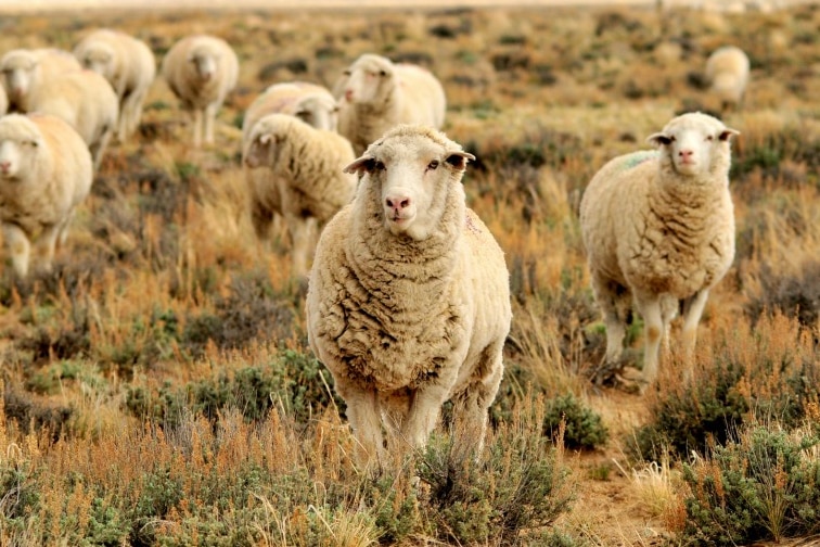 Sheep flock together
