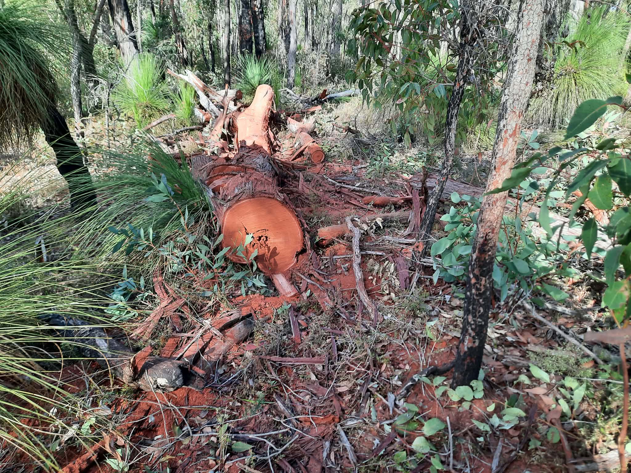 Illegal firewood trade harming WA forests and hurting businesses
