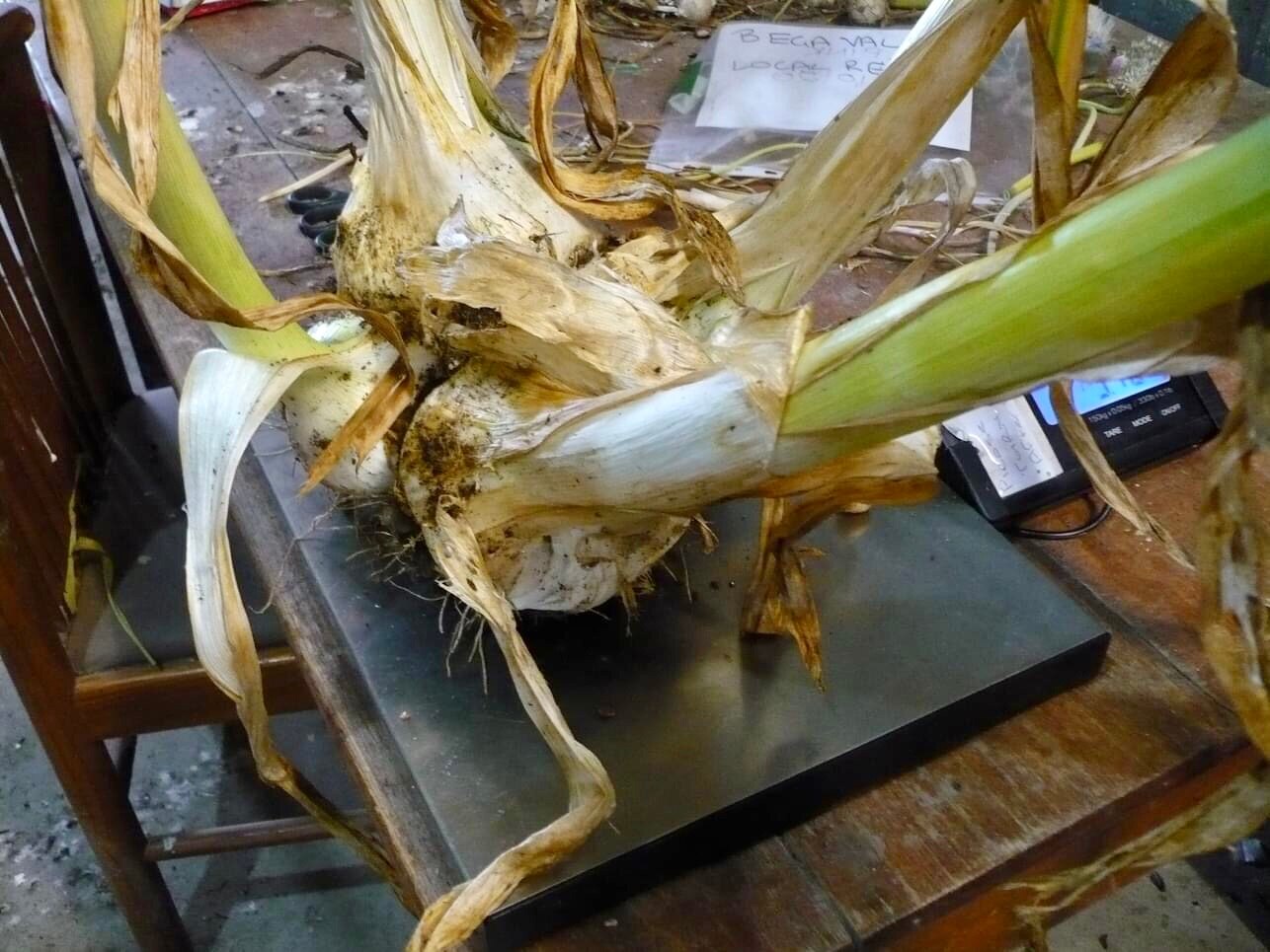 Supersized Russian elephant garlic surprises Aussie growers after