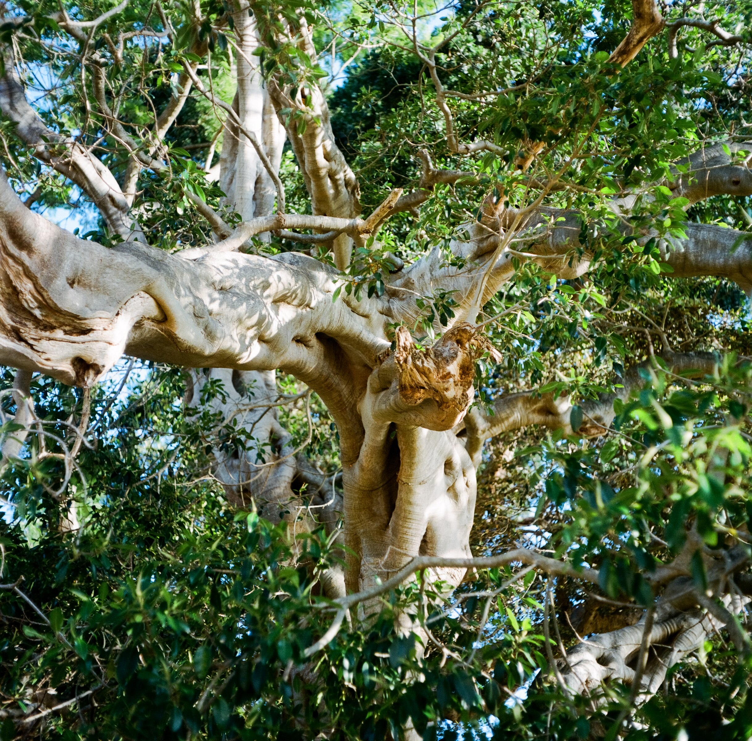 A square image looking up at the trunk, branches and leaves of a large fig tree.