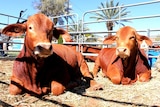Two young Droughtmaster bulls in a pen at the Alice Springs sale. They are sitting down.
