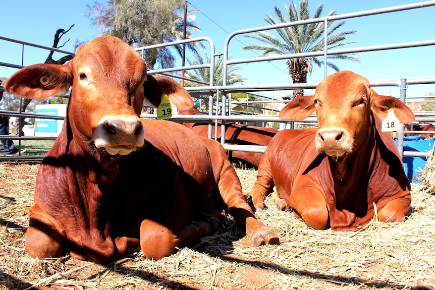 Two young Droughtmaster bulls in a pen at the Alice Springs sale. They are sitting down.