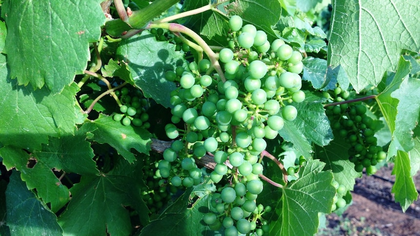 Grapes ripening in the Riverland
