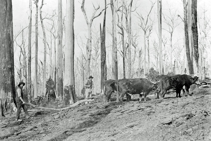 Bullock team at work in Tasmania in 1901.