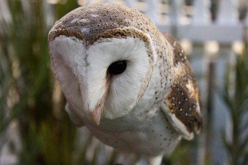 A barn owl, outside during the day