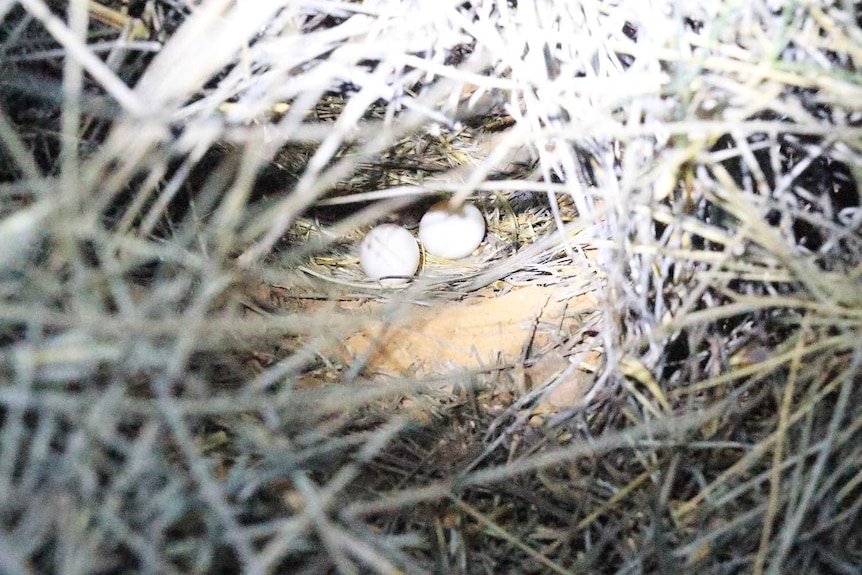 Eggs still intact in a night parrot nest.