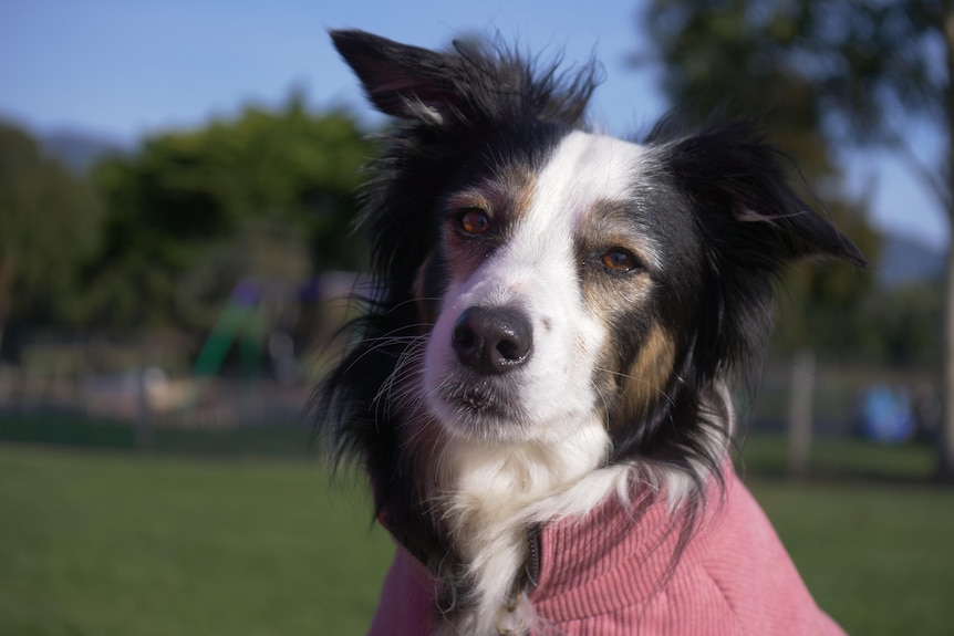 A black, white and brown dog wears a pink corduroy jacket.