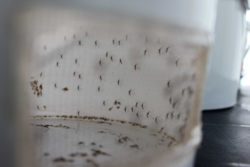Close up of mosquitoes sitting inside a white bucket