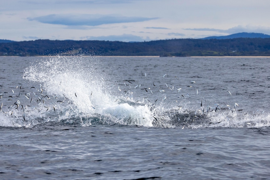 fish flown into the air with a whale splashing underneath