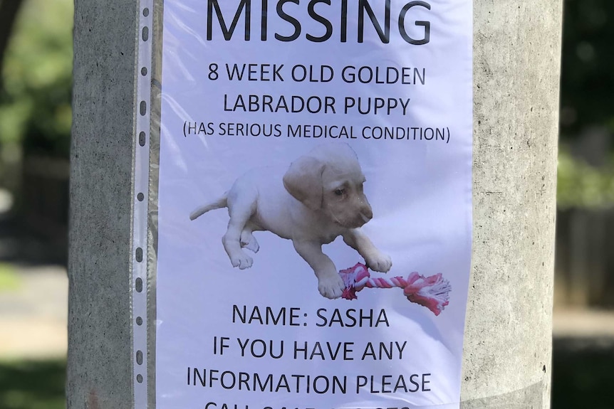 A missing puppy flyer for Sasha the labrador puppy in Melbourne's east.