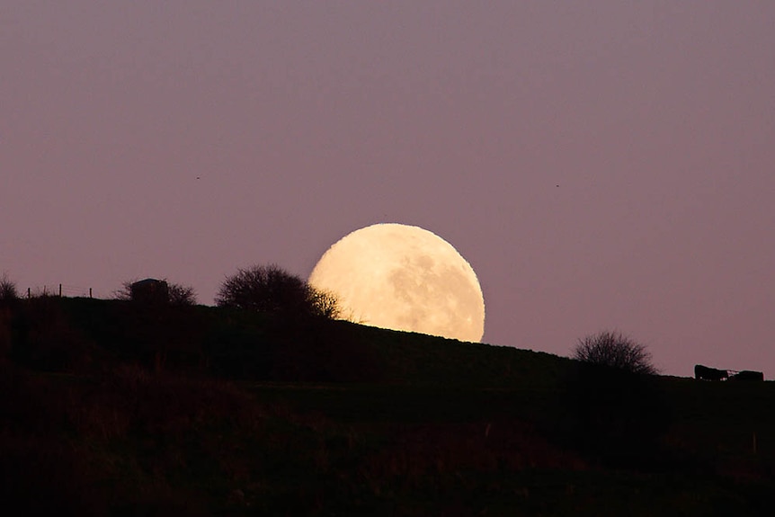 Full Moon Penguin