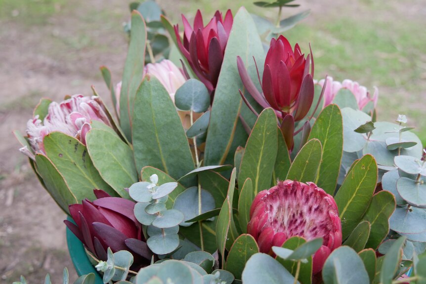 A bunch of flowers including sunset safari leucadendron, spinning gum, and protea.