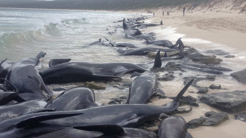 Dead and dying whales lie on the beach at Hamelin Bay.