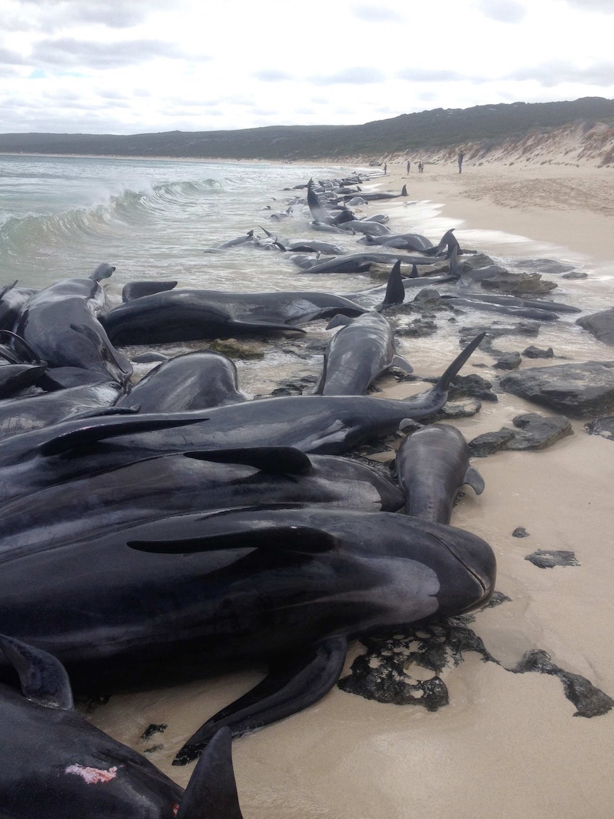Dead and dying whales lie on the beach at Hamelin Bay.