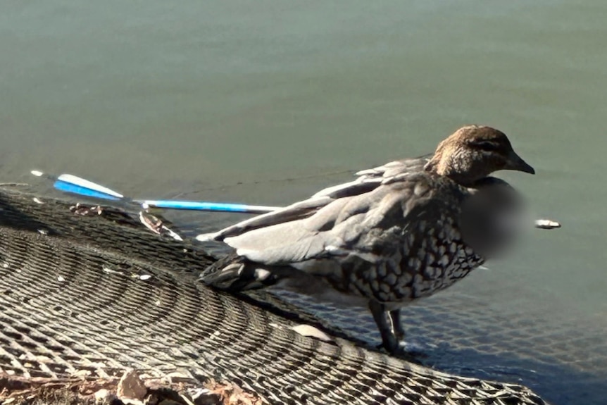 Duck with an arrow through its torso