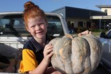 A young girl sitting in a ute tray full of pumpkins holds a large pumpkin up