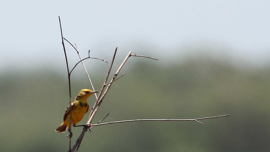 A small yellow bird sitting on a twig