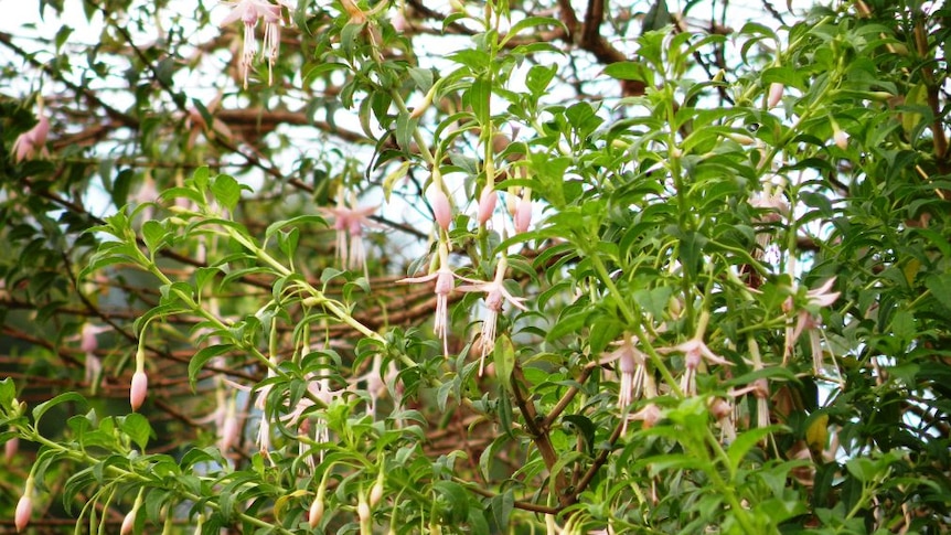 Heritage listed fuchsia flowers