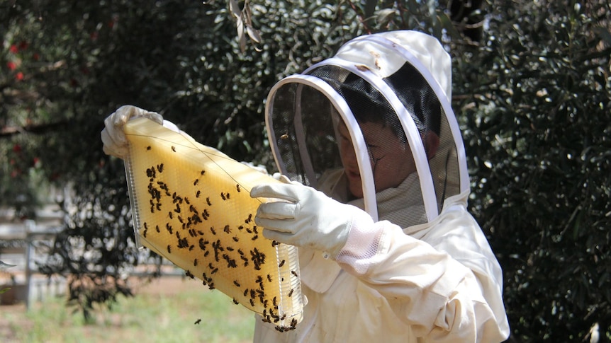 A teenager in a bee suit inspects his beehive, with honeycomb and bees