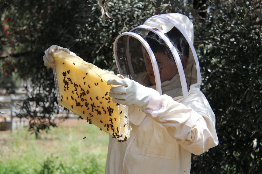 A teenager in a bee suit inspects his beehive, with honeycomb and bees